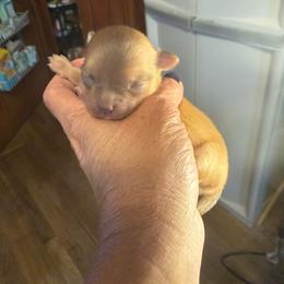 William - Chocolate male Chihuahua puppy in Beaumont, Texas from Anastasia’s Tiny Pupps