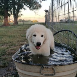 Border Collie, Bordoodle, and Maremma Sheepdog Puppies from 2J 2K Border Collies