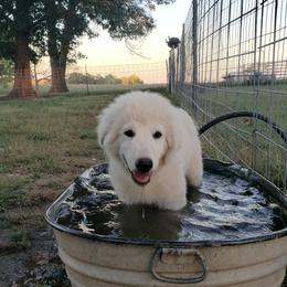 Border Collie, Bordoodle, and Maremma Sheepdog Puppies from 2J 2K Border Collies