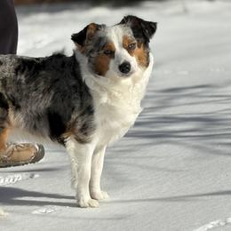 Miniature Australian Shepherds from Dandies Herding Buddies