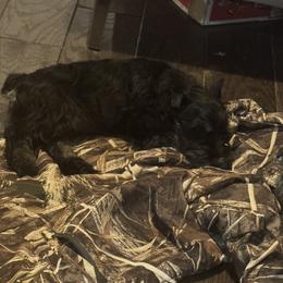 Alexa - Black and silver female Miniature Schnauzer puppy in Wentworth, Missouri from Twisted R Farm