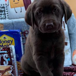 Gray - Chocolate male Labrador Retriever puppy in Heath Springs, South Carolina from Rich Hill Retrievers