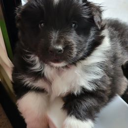 Shetland Sheepdog Puppies from Highland Shelties