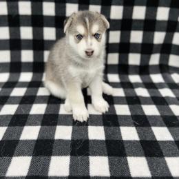 Maltese and Siberian Husky Puppies from Nyx’s Pack