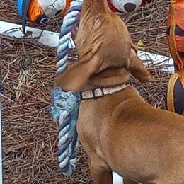 Vizsla Puppies from Char's Vizslas