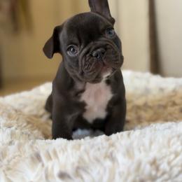 Hashbrown - Brindle male French Bulldog puppy in San Diego, California from California Dream Frenchies