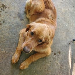 Ginger - Golden Retriever