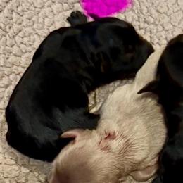 Black girl - Black female Miniature Schnauzer puppy in Temple, Texas from Schnauzers Of Taylor