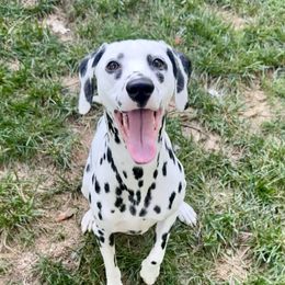 Boy 1 - male Dalmatian puppy in Hillsville, Virginia from Spot On Dalmatians