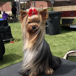 Monty - Yorkshire Terrier