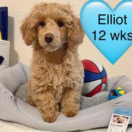 ONLY ONE BABY LEFT... - Cream male Poodle puppy in Bedford, Texas from S.H.A.R.P.’s Toy Poodles