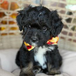 Flannel - Black tri-color male Aussiedoodle puppy in Grinnell, Iowa from Rural Iowa Aussies & Doodles