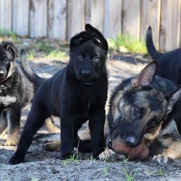 German Shepherd Puppies from Neuanfang German Shepherd Dogs