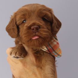 Australian Labradoodles from Ocean State Labradoodles