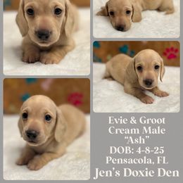 Ash - Cream male Dachshund puppy in Pensacola, Florida from Jen's Doxie Den