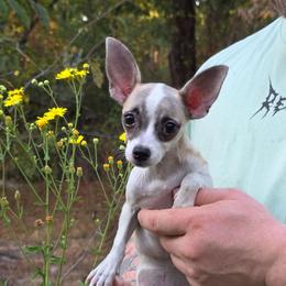 Iris - Fawn and white female Chihuahua puppy in East Camden, Arkansas from RoyAl