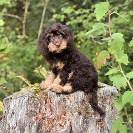 Everly - Brown female Cavapoo puppy in Bellingham, Washington from My Sweet Poodles and Doodles