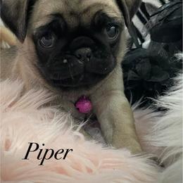 Piper - Fawn female Pug puppy in Hesperia, California from Amatskennel - Stubby Tails Ranch