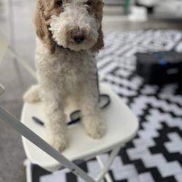 Bernedoodle and Double Doodle Puppies from ETX Dandy Doodle