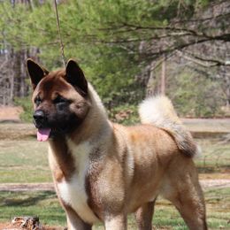 Yondu - Akita