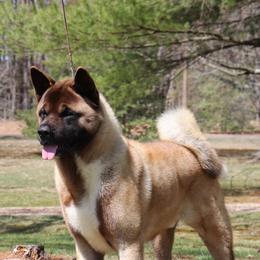 Yondu - Akita