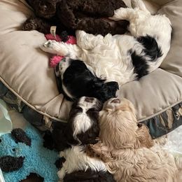 Cocker Spaniel Puppies from Kaleidoscopic Creations