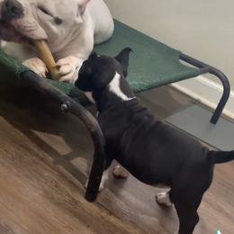 American Bully Puppies from D1.Bullz.And.Thangz