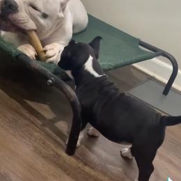 American Bully Puppies from D1.Bullz.And.Thangz