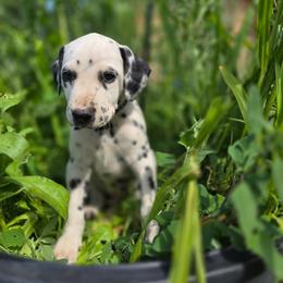 Black collar male - White and black male Dalmatian puppy in Valley, Washington from Loving spots Dalmatians