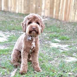 Diggs - Australian Labradoodle