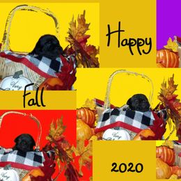 Staffordshire Bull Terrier Puppies from Lone Star Staffs