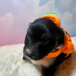 Shock - Black tri-color female Australian Shepherd puppy in Vacaville, California from Cowtown Aussies