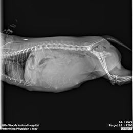 Pomeranian Puppies from Merri's Pom's