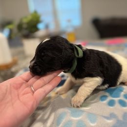 Goldendoodle and Poodle Puppies from Southern Stroll Poodles & Doodles