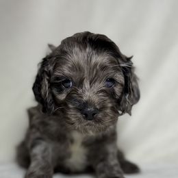 Mario - Merle male Cockapoo puppy in Bronson, Florida from Tabler Family Puppies