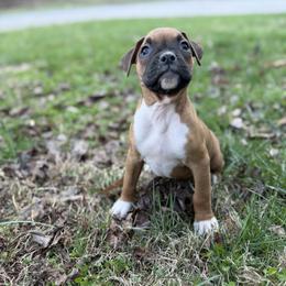 Boy 3 - Fawn male Boxer puppy in Prestonsburg, Kentucky from Bre’s Boxers