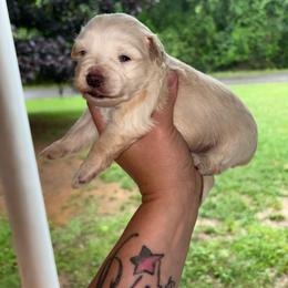 Wheaton -CKC - Wheaten male Miniature Schnauzer puppy in Hillsville, Virginia from Valley View schnauzers