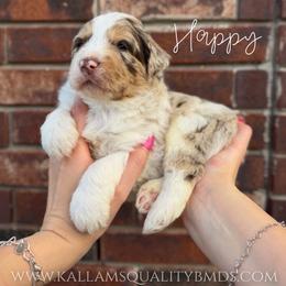 Happy - Chocolate merle male Bernedoodle puppy in Owasso, Oklahoma from Kallams Bernedoodles & Bernese Mountain Dogs