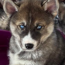 Uso - Agouti and white male Siberian Husky puppy in Walker, Louisiana from TRUHUSKY SIBERIANS