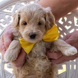 Georgia Belle - Apricot female Goldendoodle puppy in Roy, Utah from Doodles are Amazing