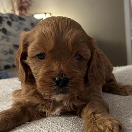 Gracie - Red female Cavapoo puppy in Milan, Illinois from Poppy Garden Doodles