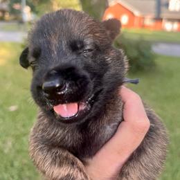 Male 3 - Black brindle male Dutch Shepherd puppy in Raceland, Louisiana from Fontana Farm
