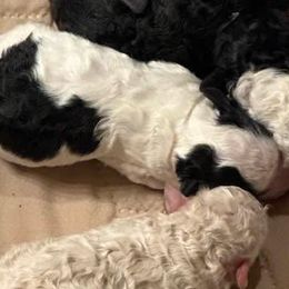 Poodles from SmoknCedar Toy Poodles