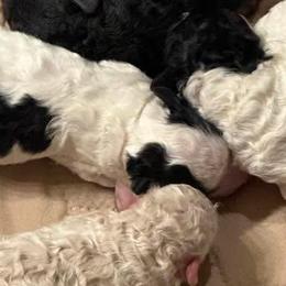 Poodles from SmoknCedar Toy Poodles