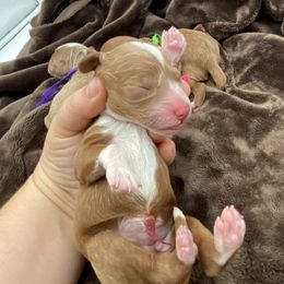 Honey Purple Girl - Red  female Goldendoodle puppy in Lafayette, Alabama from Sweethaven Kennels