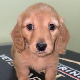 Caroline (RUSSIAN LINES) - Red female Dachshund puppy in Goldthwaite, Texas from Mini Mama Dachshunds