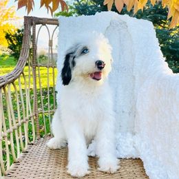 Sky - Sheepadoodle