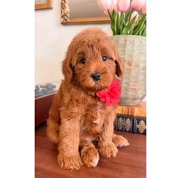 Copper - Red  male Goldendoodle puppy in Pleasant Grove, Utah from Destination Doodles