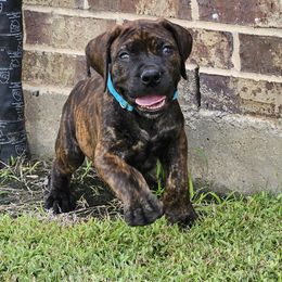 Sky Blue Collar - Brindle male Boerboel puppy in Pattison, Texas from Sure Bet Kennels