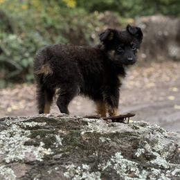 Luke - Black tri male Toy Australian Shepherd puppy in North Lakeport, California from Wild Rose Ranch